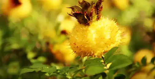 What is prickly pear powder good for?